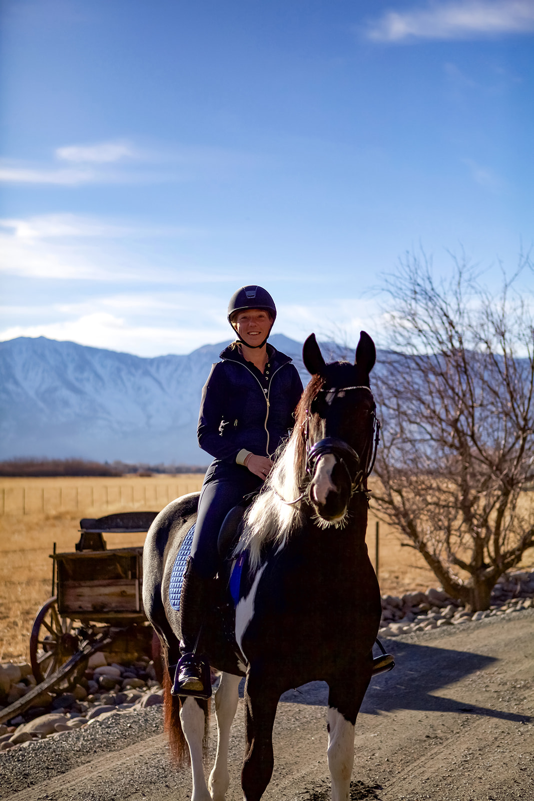 Marieke Sales horses