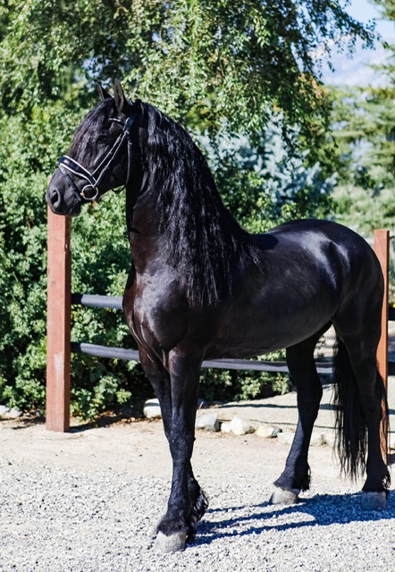 6 y Friesian